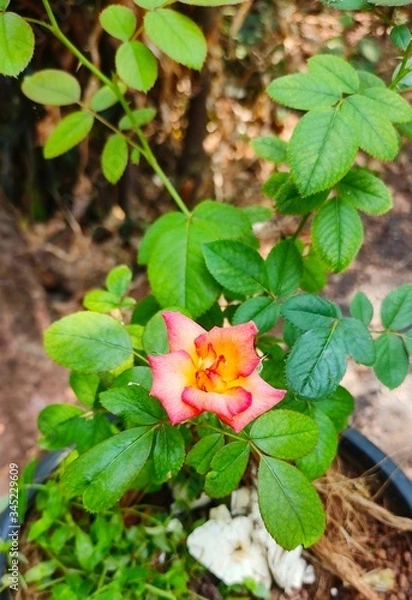 Obraz Orange Rose