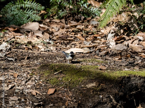 Obraz Japanese tit looks for food on forest floor 2