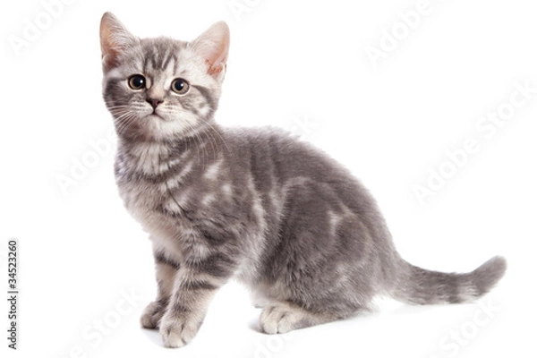 Obraz British kitten on white background