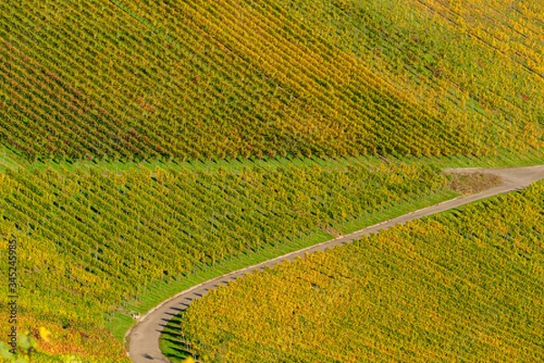 Fototapeta Aerial view of the pattern of vineyards at Rotenberg, Stuttgart, Germany.