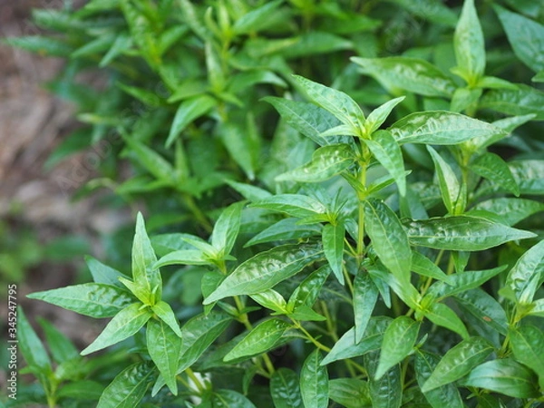 Fototapeta King of bitters scientific name Andrographis paniculata Burm, Wall. Ex Nees, Fah Talai jhon, Thai herbs relieve sore throat, reduce fever, heat up the cold green leaves vegetable