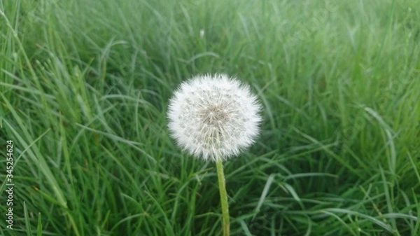 Obraz dandelion flower