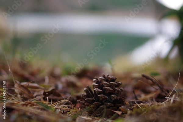 Obraz 松ぼっくり