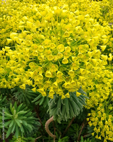 Obraz yellow gorgeous flower