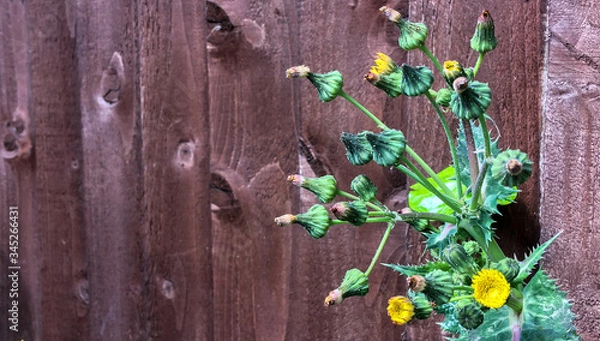 Obraz thistle and fence