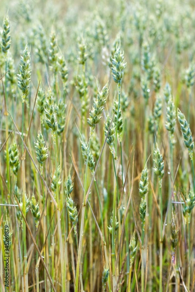Fototapeta Background of wheat plants, ripening wheat in the farmer‘s field, ecological cereals for producing healthy food ; nature and plant background concept