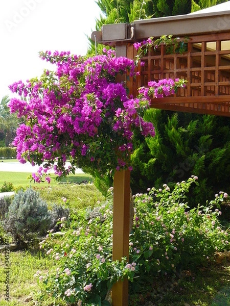 Obraz japanese garden in spring