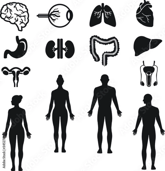 Fototapeta Human organs and silhouette vector icon set black: brain, eye, heart, lungs, liver, stomach, kidney, intestine, reproductive system