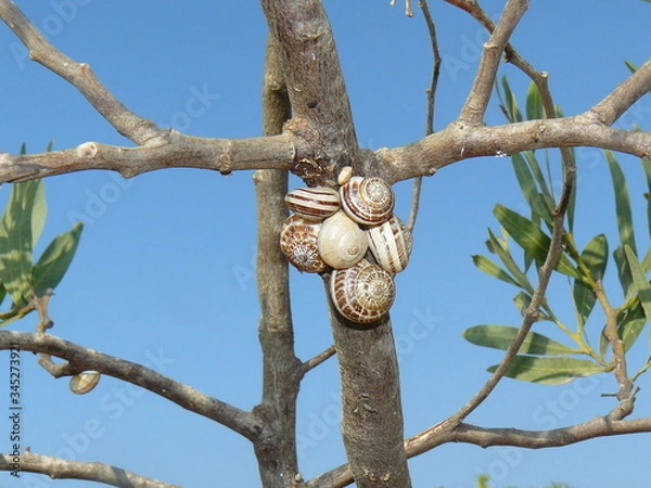 Fototapeta squirrel in tree
