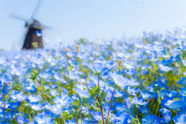 Obraz ネモフィラ