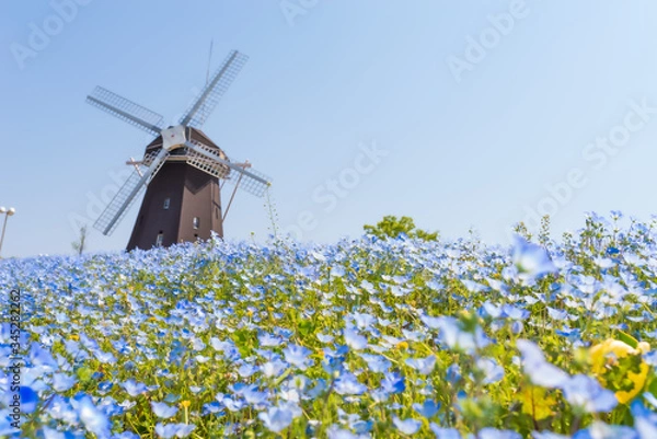 Obraz ネモフィラ