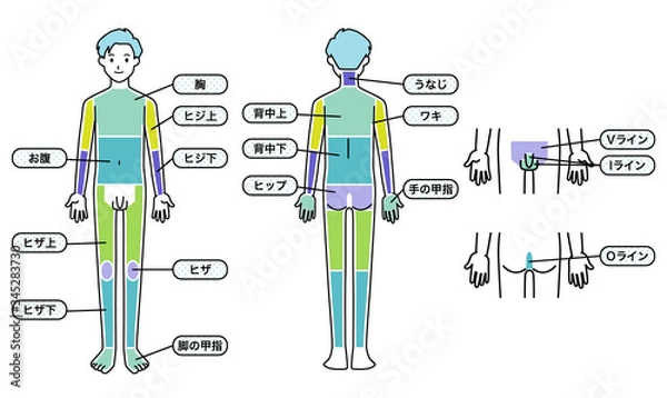 Obraz 男性 脱毛箇所 体
