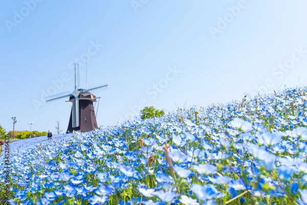 Obraz ネモフィラ