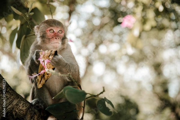 Fototapeta Portrait of wild monkey eating a banana in Cat Ba Monkey Island near Nha Trang, in Ha Long Bay, Vietnam. 