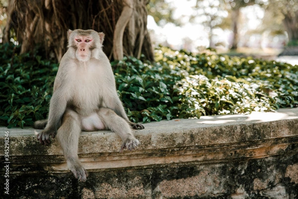 Fototapeta Portrait of wild monkey in Cat Ba Monkey Island near Nha Trang, in Ha Long Bay, Vietnam. 