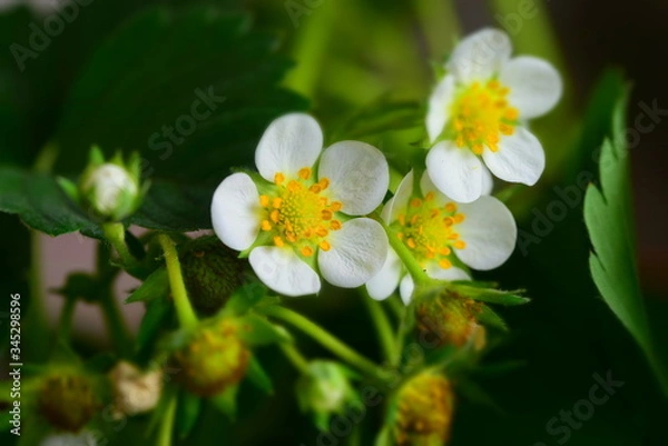 Obraz white strawberry flowers