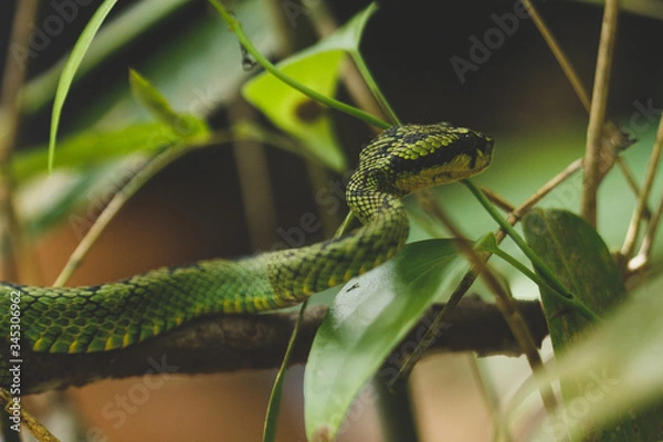 Obraz snake in the grass