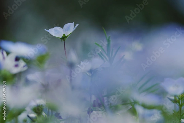 Obraz ネモフィラ