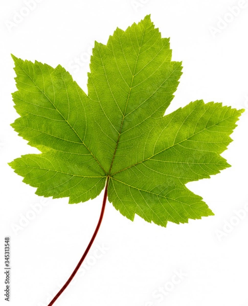 Obraz Green maple leaf isolated on white