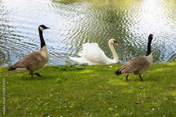 Fototapeta Two geese escorting a swan- odd animal friends