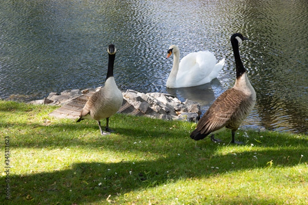 Fototapeta One swan and two geese as odd friends at a river