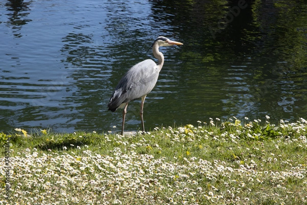 Fototapeta Heron standing next to a river