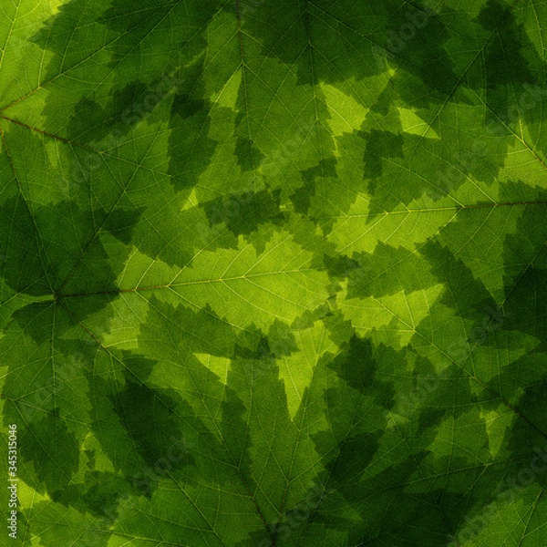 Obraz Maple leaf collage background