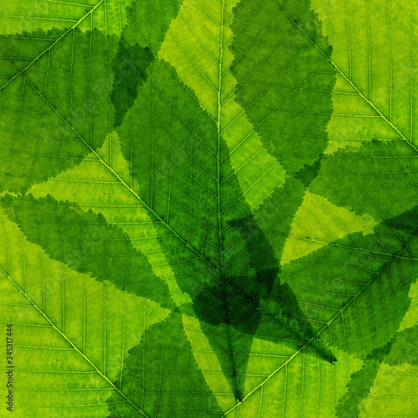 Obraz Green leaf abstract collage background