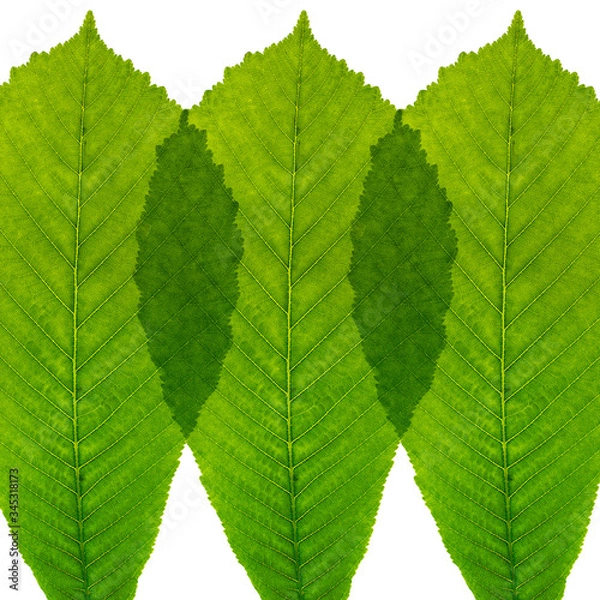 Obraz Leaves in a row on white background