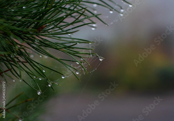 Obraz Cobweb / Dew / tree / fir / diamond