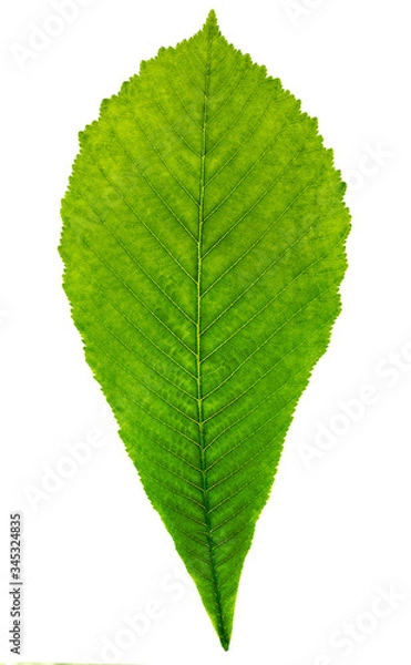 Obraz Green leaf isolated white background