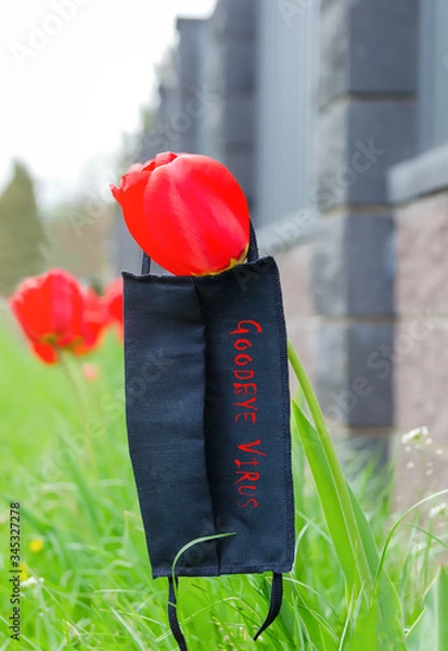 Fototapeta Black medical mask lying on the tulip flower. Concept of ending the quarantine and isolation from the flu virus