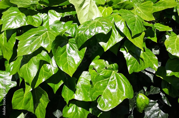 Fototapeta green leaves of ivy tree in spring