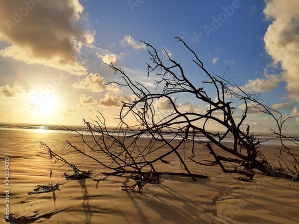 Fototapeta Tree on the beach