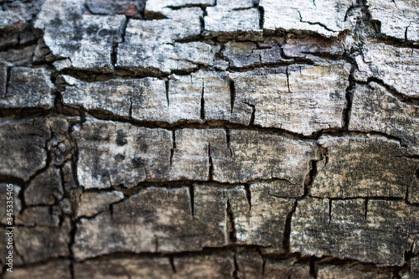 Fototapeta tree bark texture