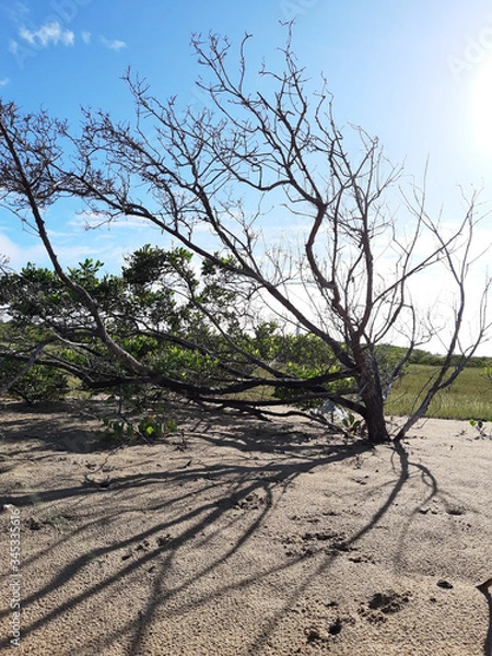 Fototapeta Dead tree on the beach