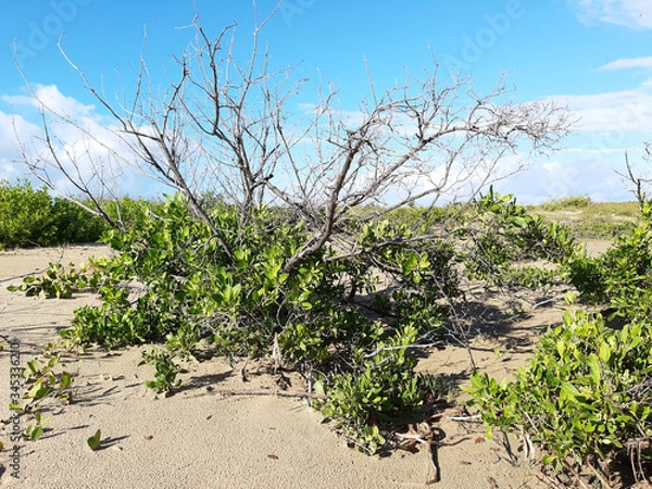 Fototapeta Wild garden