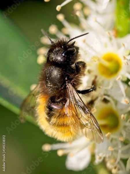 Fototapeta Bee apis mellifica