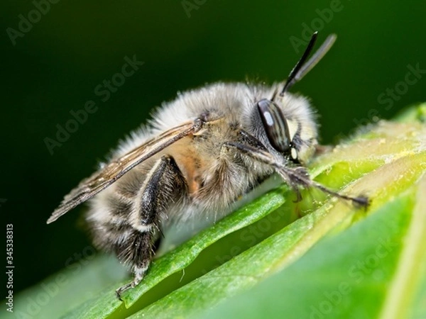 Fototapeta Bee apis mellifica