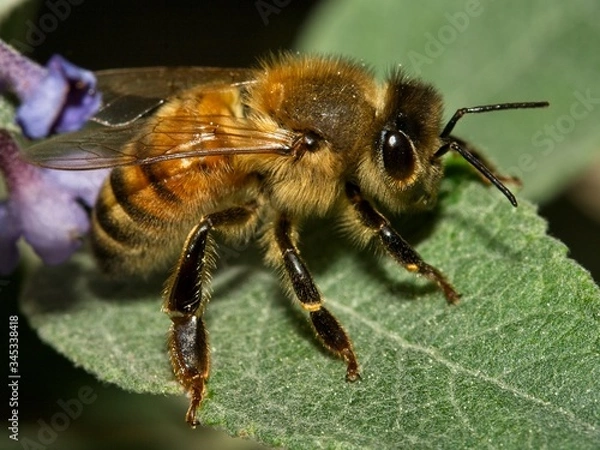 Fototapeta common bee resting on a leaf