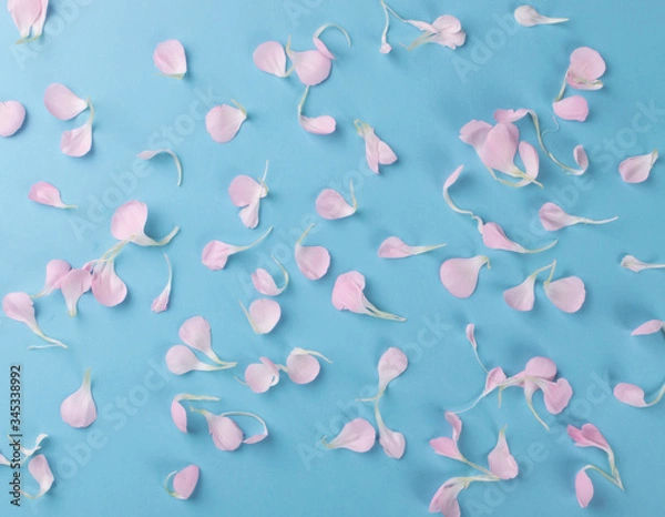 Fototapeta Pink Carnation Petals Texture, Dianthus or Schabaud Background