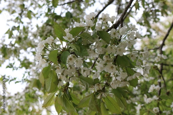 Obraz 
Snow-white flowers blossomed on a pear tree in spring