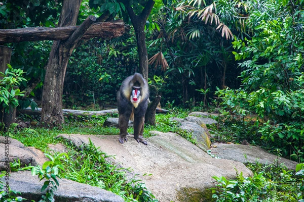 Fototapeta Big monkey, mandrill (lat. Mandrillus sphinx). Beautiful portrait of a mandrill close-up, a baboon monkey with a colorful face and a butt. Limbe Wildlife Center, Cameroon, West Africa.