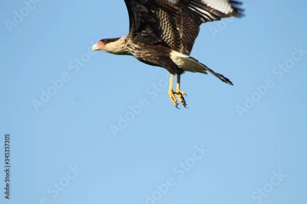 Obraz carancho volando