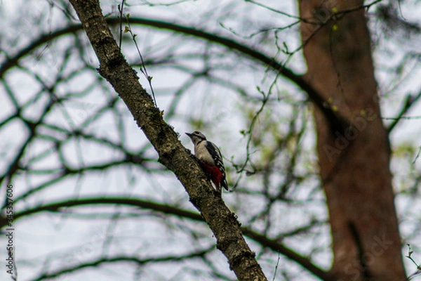 Fototapeta bird on tree
