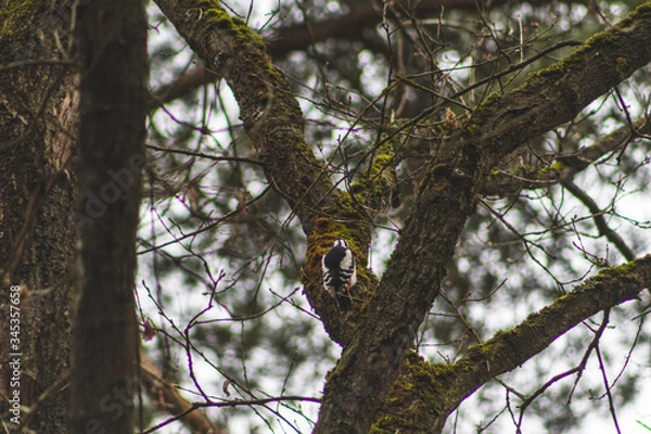 Fototapeta bird on tree