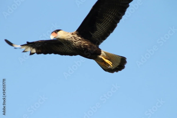 Obraz carancho volando
