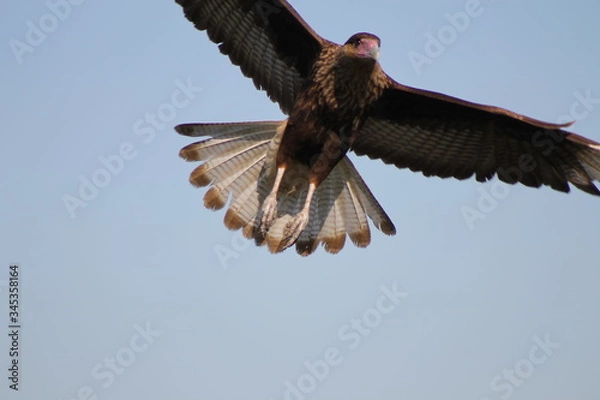 Obraz carancho volando