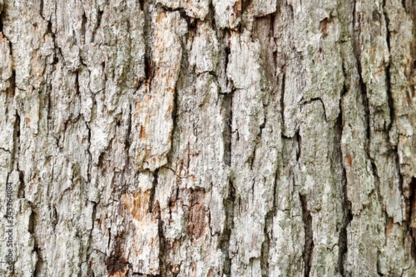Obraz tree bark texture