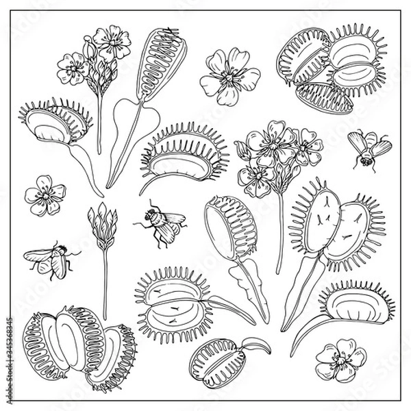 Obraz Dionaea muscipula hand draw vector st
